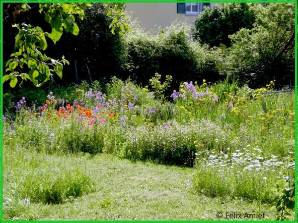 Blumenreiche Wildblumenwiese mit kurzgeschnittenen Bereichen als Weg