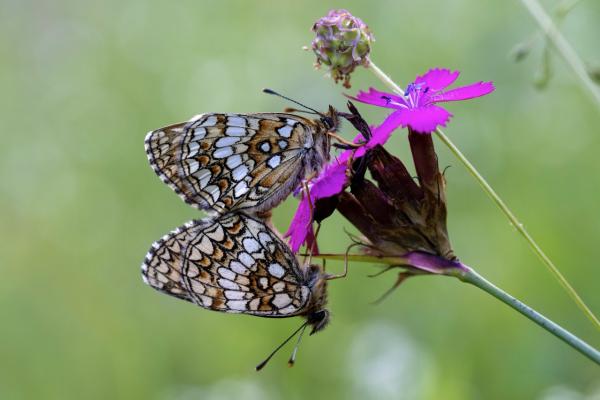 Deux papillons sur une fleur