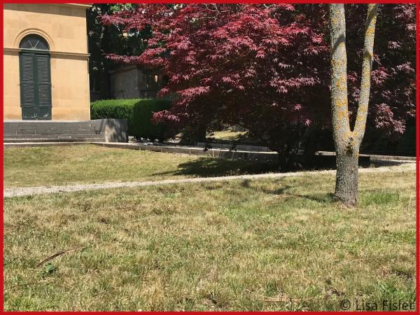 Jardin avec un arbre, mais sans petites structures