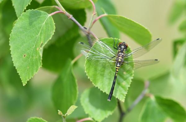 Femelle fraichement émergée de Leucorrhinia albifrons