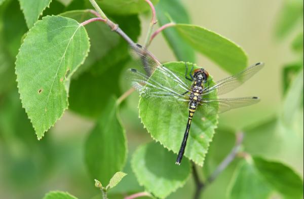 Leucorrhinia albifrons (© Christian Monnerat)