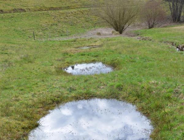 Mehrere flache Tümpel in einer Wiese