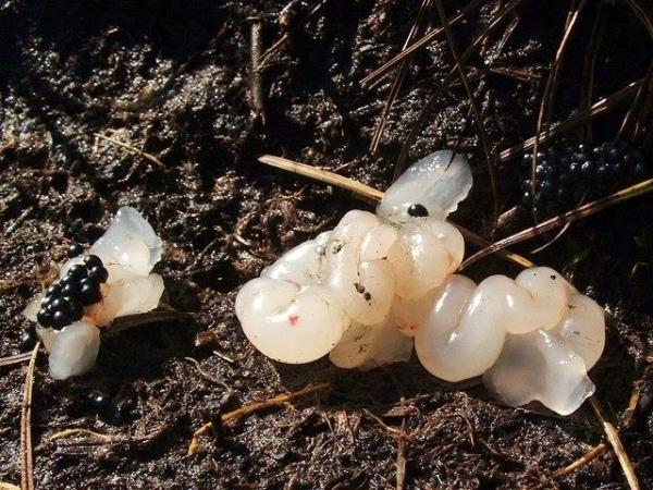 Freigelegte Amphibieneier und -eileiter (© Lairich Rig / "Mystery Jelly" with clustered black objects / CC BY-SA 2.0) Gallert- und schnurartiges Gebilde und schwarze Eiklumpen