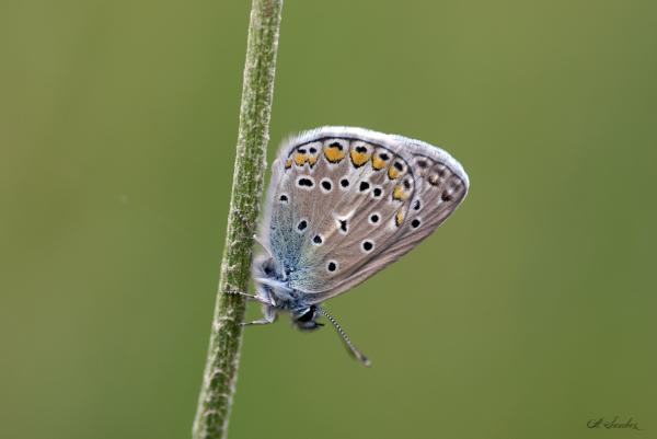 Hauhechelbäuling Polyommatus icarus (© Andreas Sanchez) Hauhechelbäuling (Tagfalter)