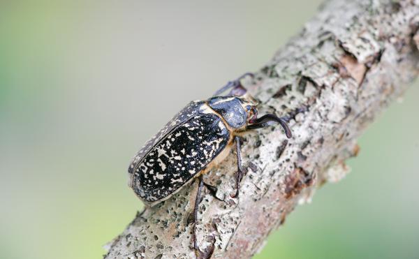 Polyphylla fullo © Andreas Sanchez