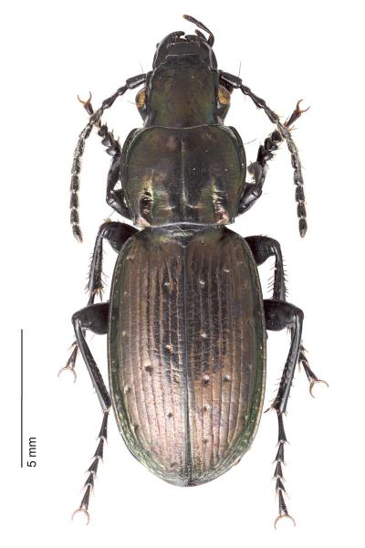 Coleoptère