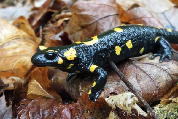 Gefleckter Feuersalamander (© Irina Bregenzer) Schwarzer Salamander mit gelben Punkten