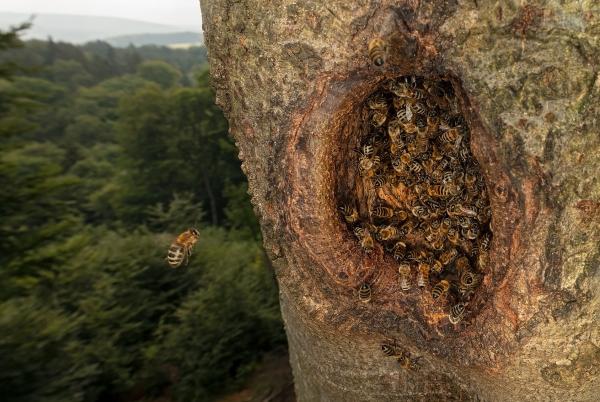Abeilles mellifères sauvages en Europe © Ingo Arndt