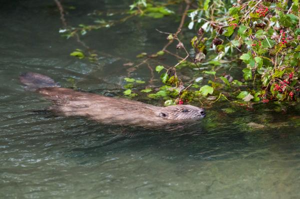 Biber im Wasser