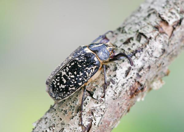 Polyphylla fullo (©Andreas Sanchez)