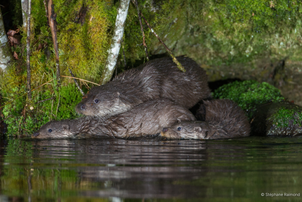 Une famille de loutres (© Stéphane Raimond) Une mère loutre qui accompagne ses jeunes loutrons en expédition (© Stéphane Raimond)