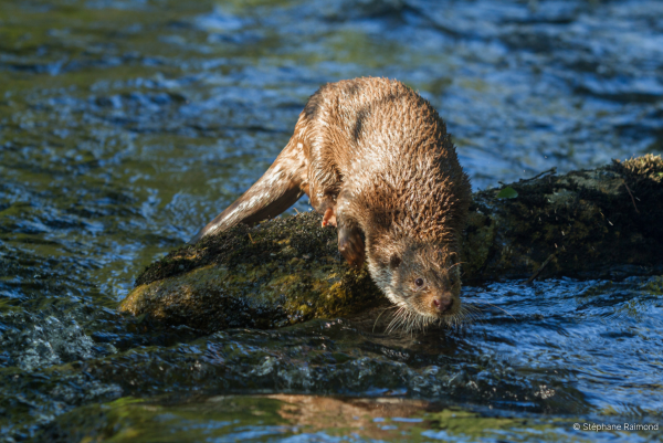 Loutre près de la rive, prête à attraper un poisson (© Stéphane Raimond)