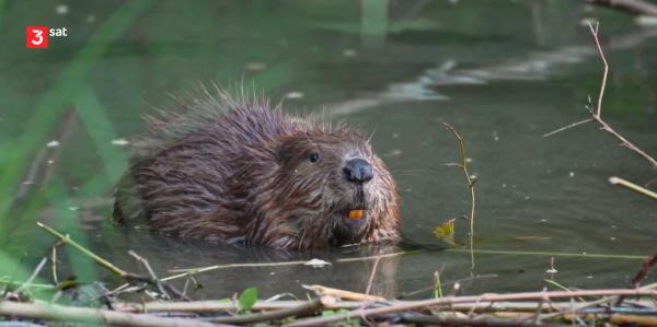 3sat_guter-biber-boser-biber