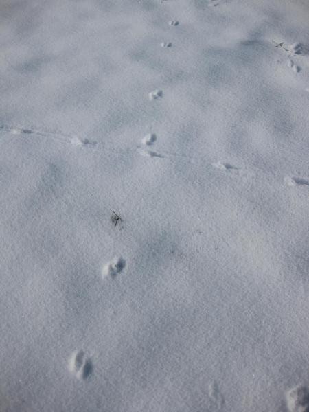 Trace dans la neige 