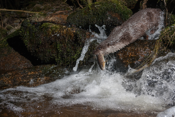 Loutre attrapant un poisson depuis une rive (© Stéphane Raimond)