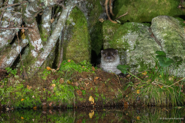 Otter in einem Versteck unter einem Wurzelgeflecht (© Stéphane Raimond)