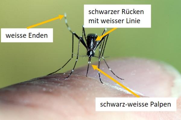 Tigermücke Aedes albopictus (© F. Schaffner - www.zanzare-svizzera.ch) Mücke