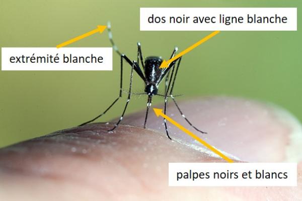 Moustique
