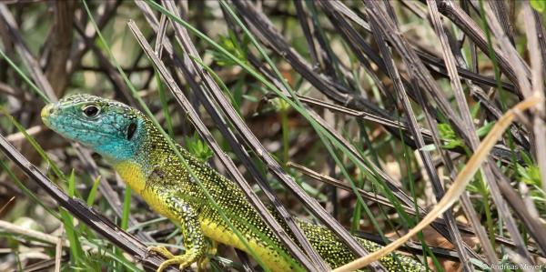 Reptilien Andreas Meyer