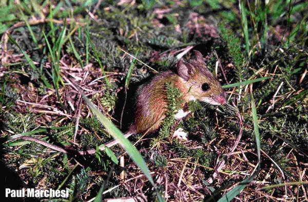 Waldmaus