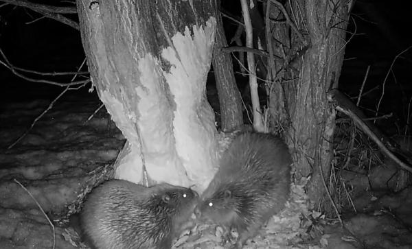Arbre rongé par deux castors