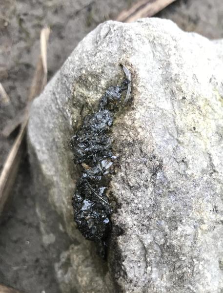 Excréments de la loutre (© Christof Angst).
