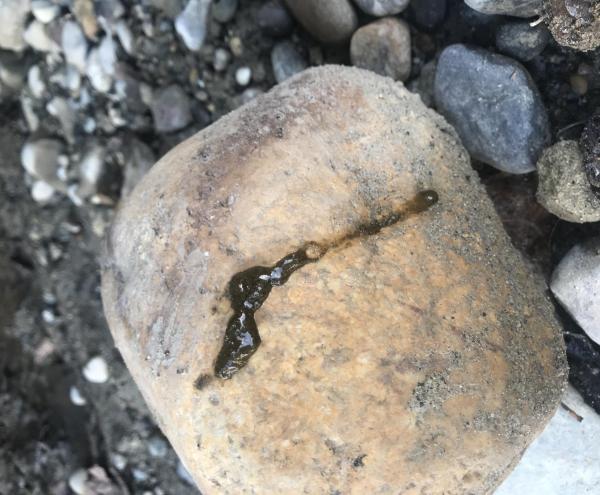 Gelée de loutre (© Christof Angst).