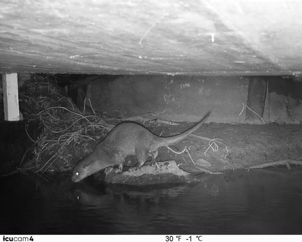 Fischotter unter einer Brücke (© Amt für Jagd und Fischerei Graubünden) Fischotter unter einer Brücke (© Amt für Jagd und Fischerei Graubünden)