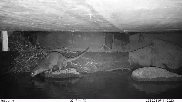 Loutre sous le pont (© Office de la chasse et de la pêche des Grisons).