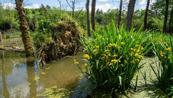 Arbre tombé dans un étang de castor