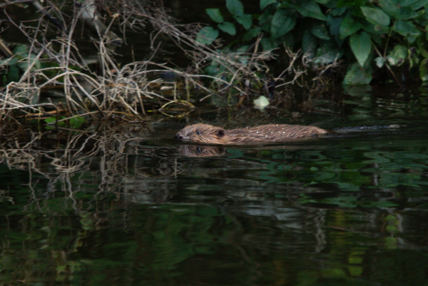 Castor qui nage, la tête hors de l'eau (© Maxime Chèvre)