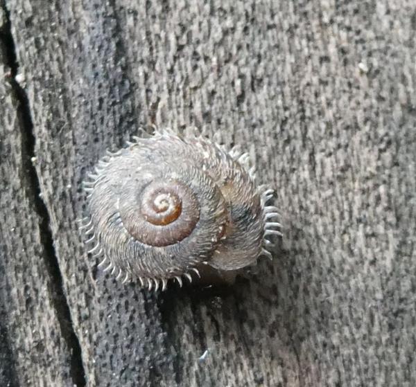 escargot