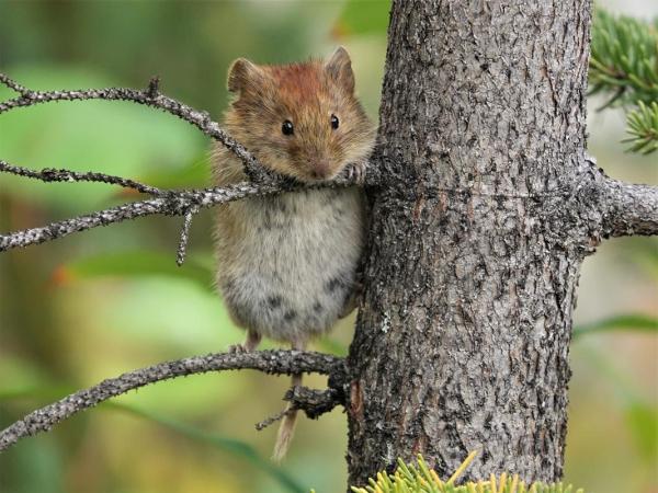 Une souris au pelage rougeâtre à côté d'un tronc d'arbre