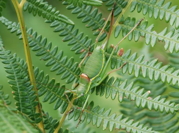 Éphippigère insubrique (©Christian Monnerat)