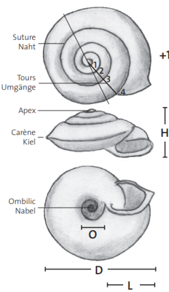 Croquis d'une coquille