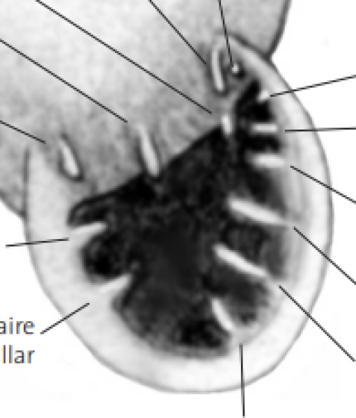Escargot (© Hausser J. 2005: Clé de détermination des gastéropodes de Suisse) Escargot
