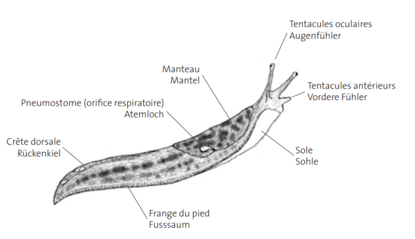 Limace (© Hausser J. 2005: Clé de détermination des gastéropodes de Suisse) Limace