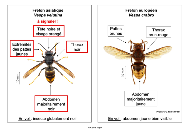 Plateforme suisse d’annonce pour le frelon asiatique © Carine Vogel