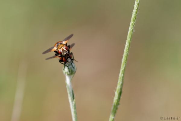 Photo du genre Gymnosoma (© Lisa Fisler)