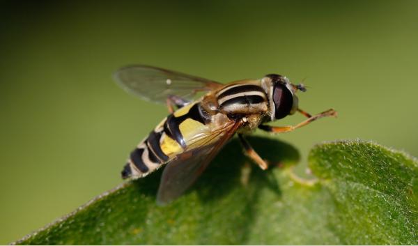 Helophilus trivittatus