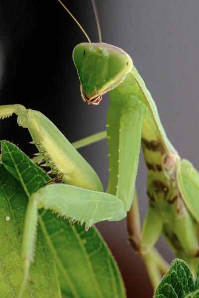 Gottesanbeterin Hierodula transcaucasica (© Matteo Mota) Gottesanbeterin
