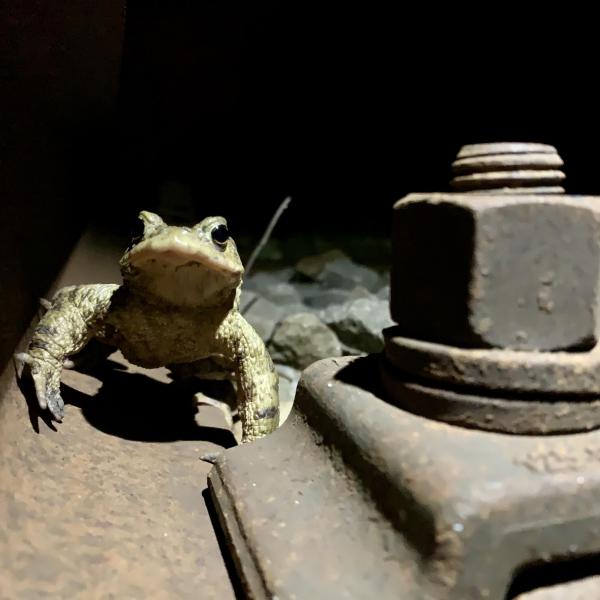 Crapaud commun sur une voie ferrée