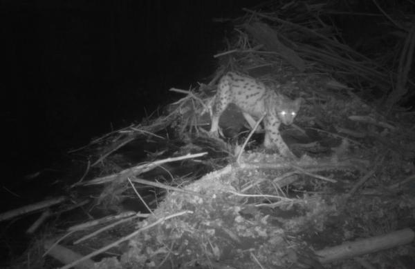 Un lynx traverse un barrage de castor
