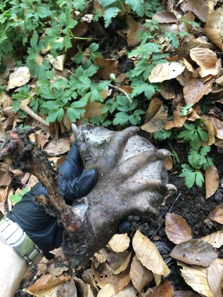 Patte arrière castor, proie de lynx