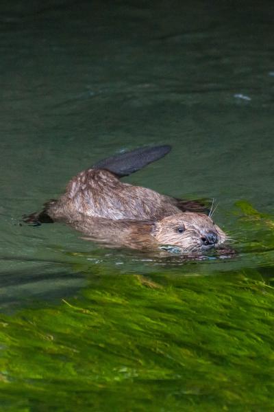 Schwimmender Biber 