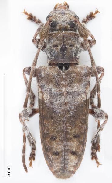 Habitus du spécimen de Pogonocherus perroudi perroudi capturé à Savièse (VS) en 2024 (©Andreas Sanchez).