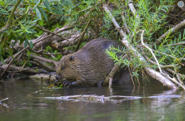 castor au bord de l'eau