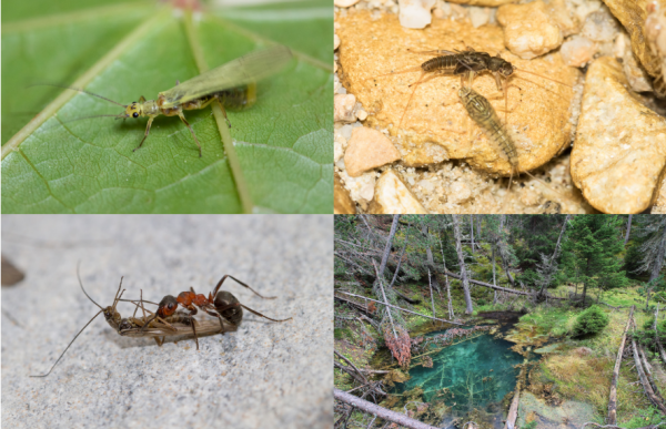 Verschiedene EPT und Quell-Lebensraum (© Christian Roesti) Fotocollage von Insekten