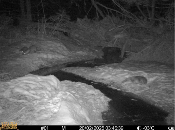 Fischotter-Familie in Surselva (© Amt für Jagd und Fischerei, Kt. GR) Nachtaufnahme mit drei Fischottern