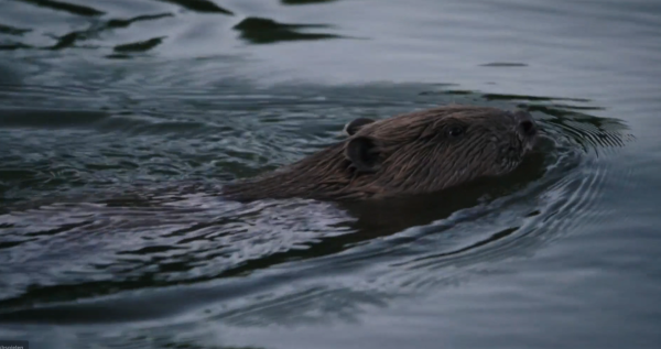 Castor nageant dans l'eau